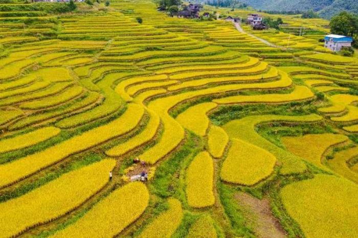 金秋梯田开镰成“丰”景