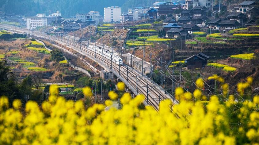 贵州油菜花开扮靓乡村